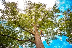 Best Tree Cabling and Bracing  in The Woodlands, TX