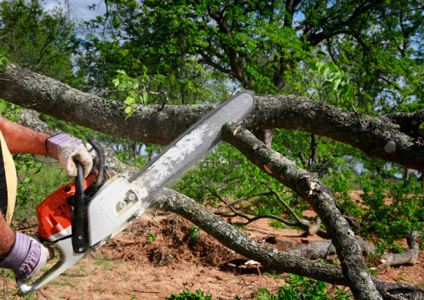 Best Leaf Removal  in The Woodlands, TX